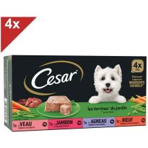 Barquettes en terrine 4 variétés pour chien 300g (4x4) - Cesar
