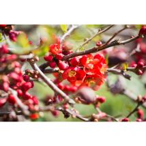 Chaenomeles japonica 'Cido' -r- c 3 40- 60