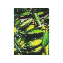 Le Jardin Du Pic Vert - Chalef 'limelight' Pot De 2l/3l