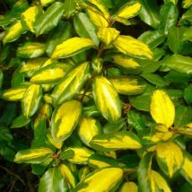 Chalef Panaché (Elaeagnus Ebbengei 'Limelight')