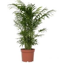 Palmier de salon - Chamaedorea elegans - Hauteur 50-60cm - 17cm