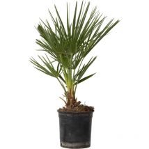 Palmier nain - Chamaerops humilis - Hauteur 50-60cm - 15cm
