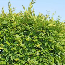 Charme Commun ou Charmille (Carpinus Betulus)