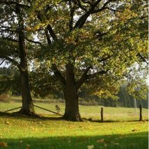 Chêne Vert (Quercus Ilex)