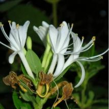 Chèvrefeuille Arbustif (Lonicera Nitida)
