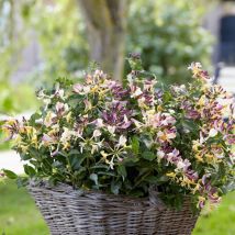 Chèvrefeuille Chic et Choc 'Inov205'/Pot de 1,5L