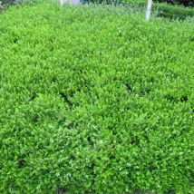 Chèvrefeuille à cupule pileata/Pot de 3L