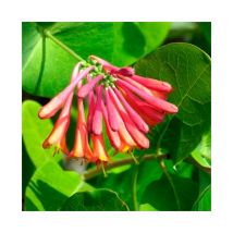 Chèvrefeuille 'Dropmore Scarlet' - lonicera x brownii 3L - 90/120cm