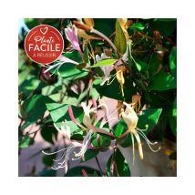 Chèvrefeuille du Japon Chinensis - lonicera chinensis 3L - 90/120cm