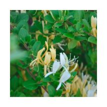 Javoy Plantes - Chèvrefeuille du Japon 'Hall's Prolific' - lonicera japonica halliana 1,5L - 40/60cm