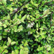 Chèvrefeuille arbustif Panmin/Pot de 3L