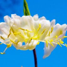Chèvrefeuille d'Hiver (Lonicera 'Fragrantissima')