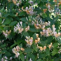 Chèvrefeuille caprilia Ever 'Inov 42'/Pot de 3L