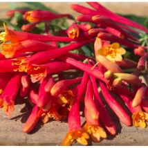 Chèvrefeuille Cedar Lane /Pot de 1,8L