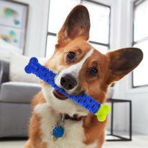 Chewbrush: osso da masticare anti-tartaro per cani