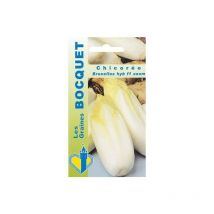 Chicorée Witloof hyb F1 Zoom - 4g