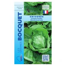 Chicorée à large feuille Bianca Invernale - 3g