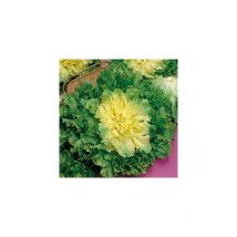 Chicoree scarole geante - Graines de légumes - 2 g