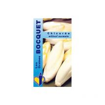 Chicorée Witloof normale - 6g