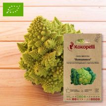Chou Brocoli Romanesco