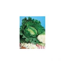 Chou cabus quintal de strasbourg - 3 g - Graines