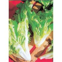 Chicoree Scarole Cornet D Anjou - 3 G - Graines