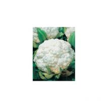 Chou fleur hormade - 3 g - graines
