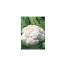 Chou fleur serac HF1 - 0.5 g - Graines de légumes