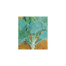 Chou fourrager proteor - 25 g - graines