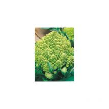 Chou romanesco veronica - 0.3 g - Graines de légumes