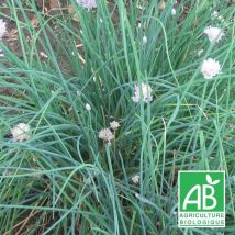 Ciboulette BIO/Lot de 5 godets