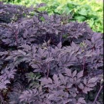 Plantes Avenue - Cierge d'argent Brunette/Lot de 5 godets - Blanche