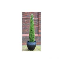 Cipresso toscano 'Cupressus sempervirens Totem' pianta sempreverde in vaso 9 cm h. 20 cm circa