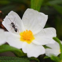 Ciste à Feuilles de Laurier (Cistus Laurifolus)