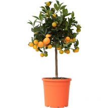 Plant In A Box - Citronnier - Citrus mitis 'Calamondin' - Hauteur 55-65cm - 19cm