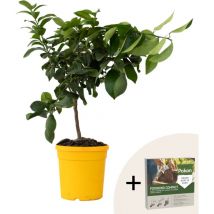Plant In A Box - Citronnier - Citrus limon - Hauteur 60-70cm - 19cm