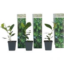 Citronnier - Lot de 3 - Citrus limon - Hauteur 25-40cm - 9cm