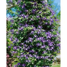 Clematis alpina 2L Eck 40- 60