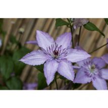 Clematis Hybride 'Hagley Hybrid' 2L Eck 40- 60