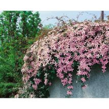 Sonstige - Clematis montana 'Pink Perfection' 2L 60- 100