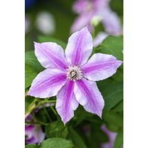 Clematis 'Souv. du Capitaine Thuilleaux' 2L Eck 40- 60