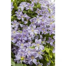 Pflanzen-für-dich.de - Clematis viticella 'Prince Charles' 5L 100- 150