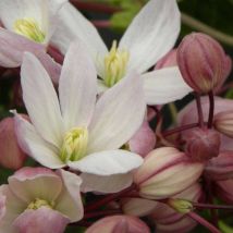 Clématite armandii Hendersonii Rubra/Pot de 3L