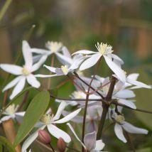 Plantes Avenue - Clématite armandii Little White Charm/Pot de 3L