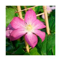 Clématite 'Asao' - clematis 3L