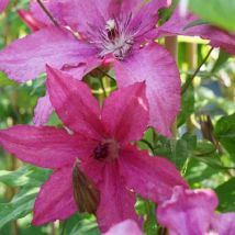 Clématite 'Barbara' - clematis 3L