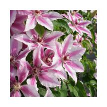 Clématite 'Bees Jubilee' - clematis 3L