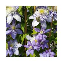 Clématite 'Blue Light ' - clematis 3L