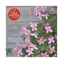 Clématite 'Broughton Star' - clematis montana 3L