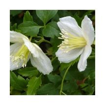 Javoy Plantes - Clématite de Noël 'Wisley Cream'- clematis cirrhosa 3L - 90/120cm